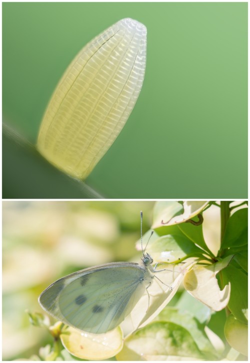 Cabbage white buttefly and eggs