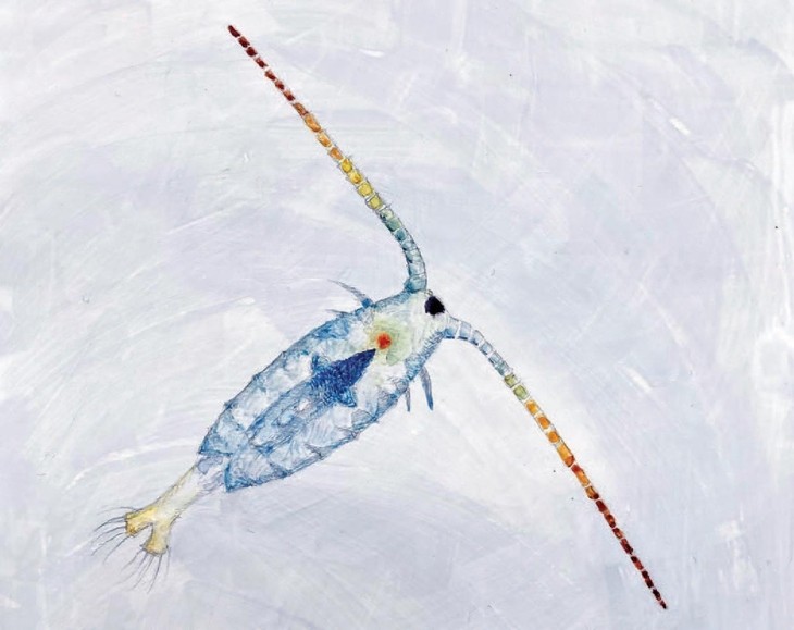 Calanoid copepod