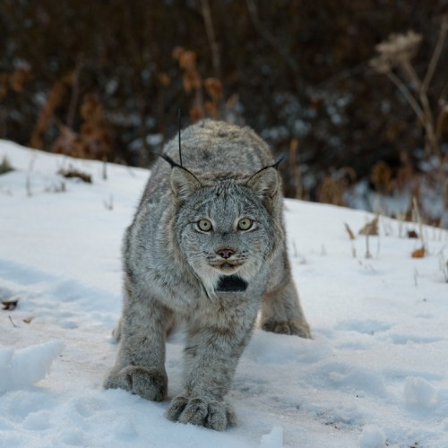 Canada Lynx