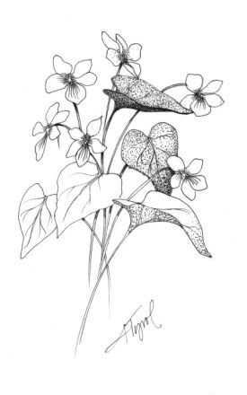 canada_violet.jpg thumbnail