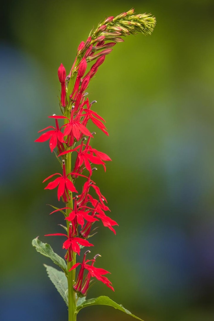 Cardinal flower