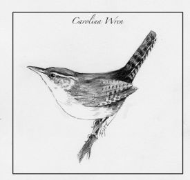 Carolina_wren.jpg thumbnail