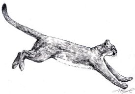 catamount_web.jpg thumbnail