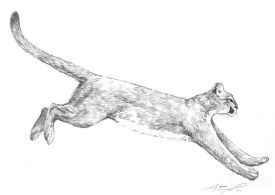 catamountpix.jpg thumbnail