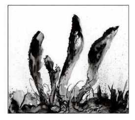 Caterpillar club fungi thumbnail