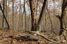 Cavity tree thumbnail