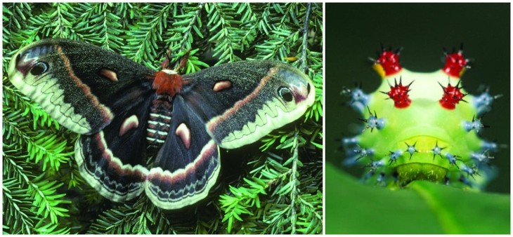 Cecropia moth