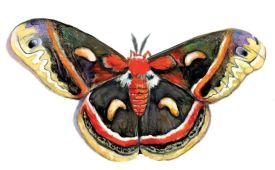 Cecropia moth thumbnail