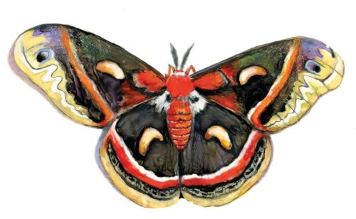 Cecropia moth