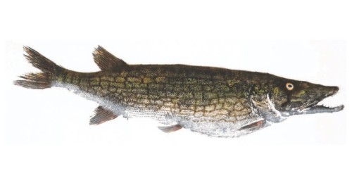 Chain pickerel