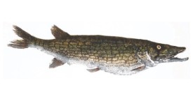Chain pickerel thumbnail