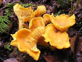 Chanterelle_web.jpg thumbnail