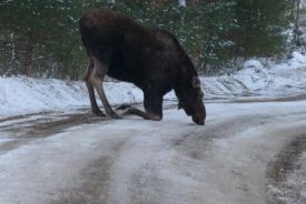 charlie_thompson_moose_web.jpg thumbnail