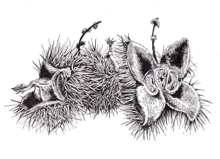 Chestnut illustration