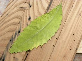 chestnut_leaf.jpg thumbnail