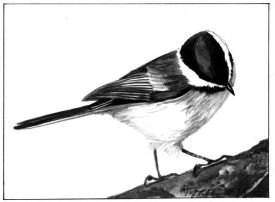 chickadee_brains_web.jpg thumbnail