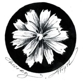 Chicory_web.jpg thumbnail