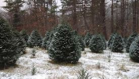 Christmas-tree-blog-web.jpg thumbnail