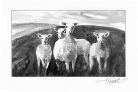 Chucks_sheep.JPG thumbnail