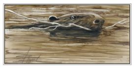beaver thumbnail