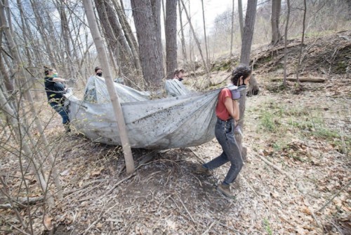 Clearing invasive burning bush