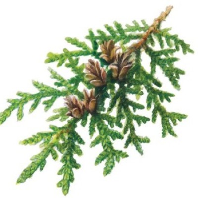 Northern white cedar cover  by Will Close