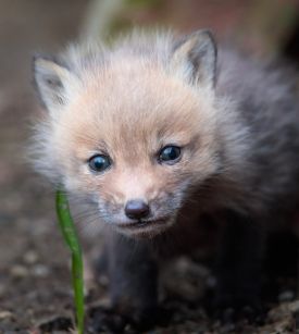 close-up-w.jpg thumbnail