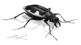 Cobblestone tiger beetle thumbnail