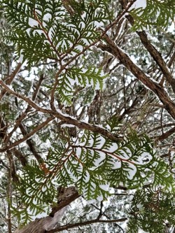 Cedar branches Photo: Tammis Coffin