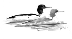 Common_merganser.jpg thumbnail