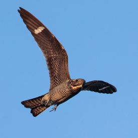 common_nighthawk_head.jpg thumbnail