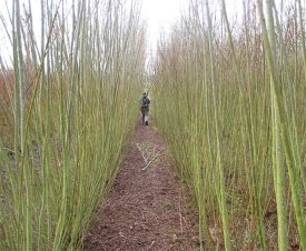 contamination.jpg thumbnail