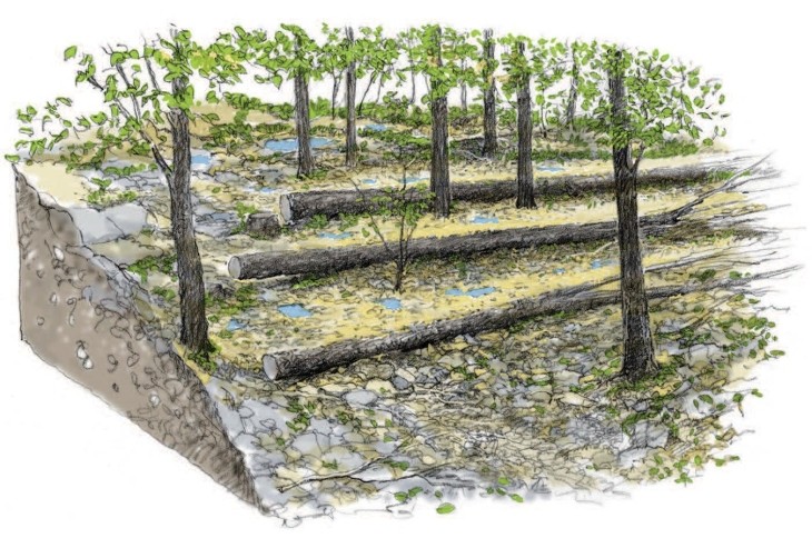 Contour felled trees