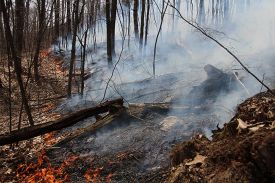 controlled_burn_lead.jpg thumbnail