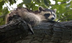 coon3.jpg