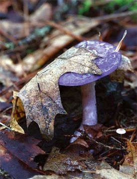 cortinarius_mushroom.jpg thumbnail
