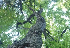 cover_maine_story.jpg thumbnail