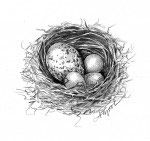 Cowbirds_thumb.jpg thumbnail