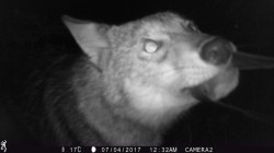 coyote_game_cam_5.jpg