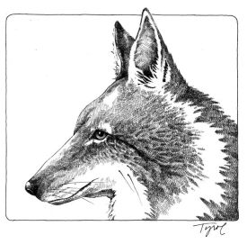 Coyote_web.jpg thumbnail