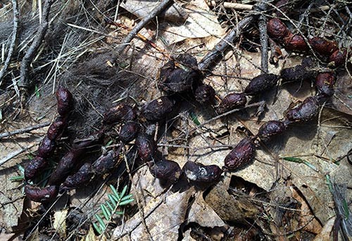 creepy_super_creepy.jpg Image