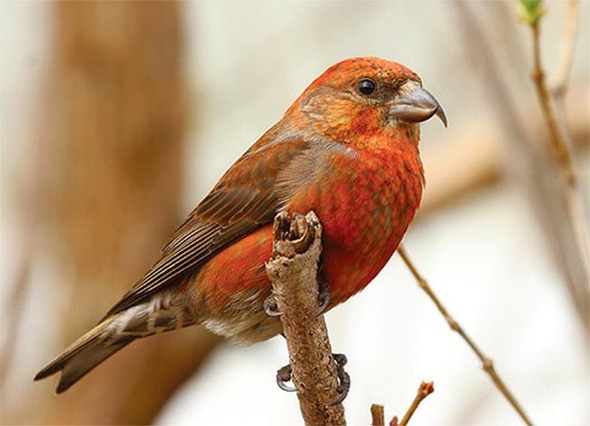 crossbill_2.jpg