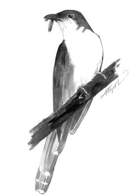 Cuckoo.jpg thumbnail