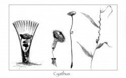 Cyathus.jpg thumbnail