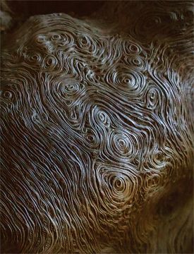 dana_ceccarelli_bark_log_aut18.jpg thumbnail