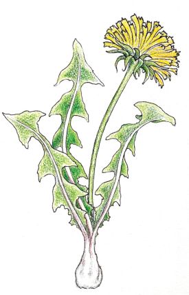 dandelion_whine.jpg thumbnail