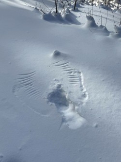 Wingmarks Photo: Sandy Miklas Dannis