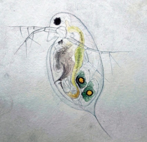 Daphnia