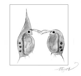 daphniapix.jpg thumbnail