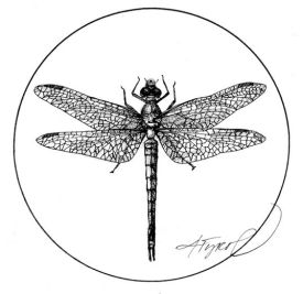 darner_web.jpg thumbnail